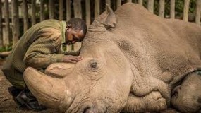 اللحظات الأخيرة فى حياة "سودان" آخر وحيد قرن أبيض على وجه الأرض