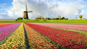 البرلمان الهولندي يصوت لصالح مشروع قرار يعتبر الضم انتهاكاً للقانون الدولي