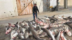 خروج كميات كبيرة من أسماك القرش في بحر خانيونس