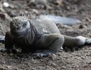حيوان انقرض قبل أكثر من قرن من جزر غالاباغوس.. يتكاثر مجدداً
