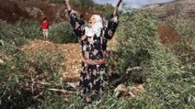 نابلس: مستوطنون إرهابيون يحطمون "أشجار زيتون"