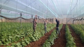 "الزراعة" تصرف دفعة مالية لـ 88 مزارعاً بقطاع غزة