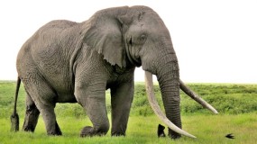 دراسة: الأفيال تملك مفتاح علاج السرطان لدى البشر